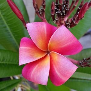 Meet your Posher, Lorraine